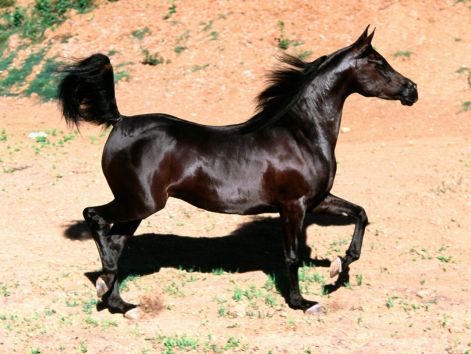 bint_faloo_arabian_mare.jpg